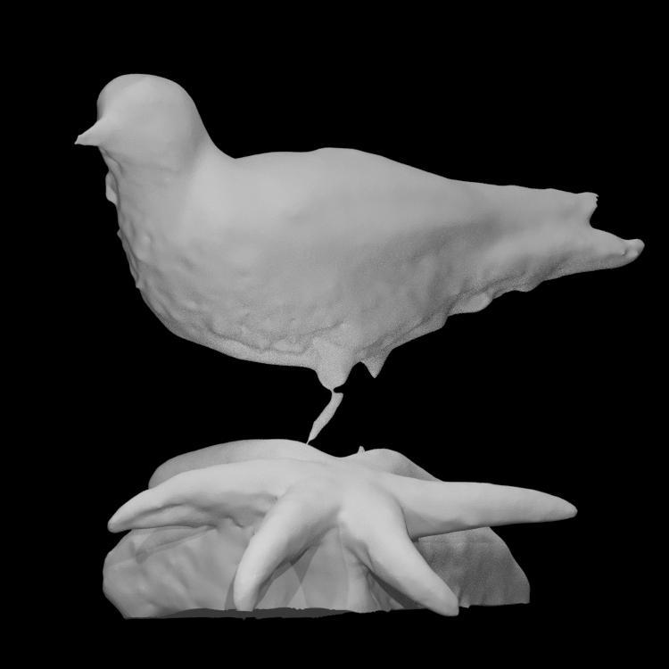 Sanderling and Polar Sea Star