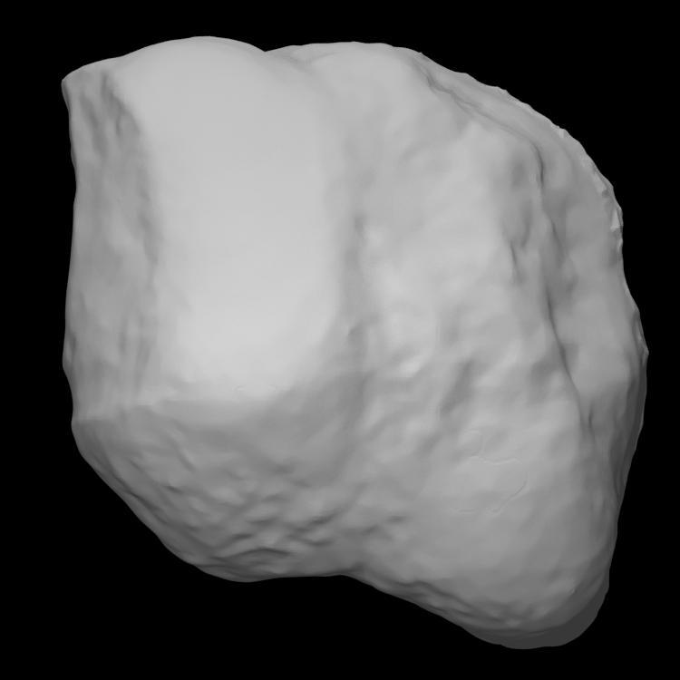 Mastodon Right Metatarsal I