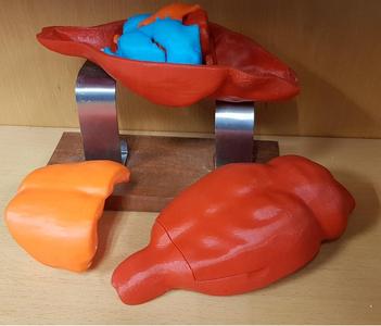 Educative 3D Printed Atlas of a Rat Brain