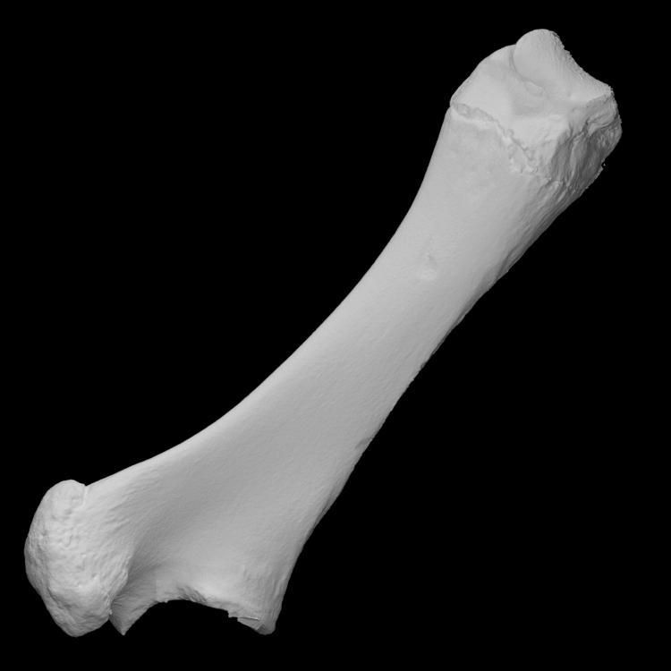 Mammoth - ulna