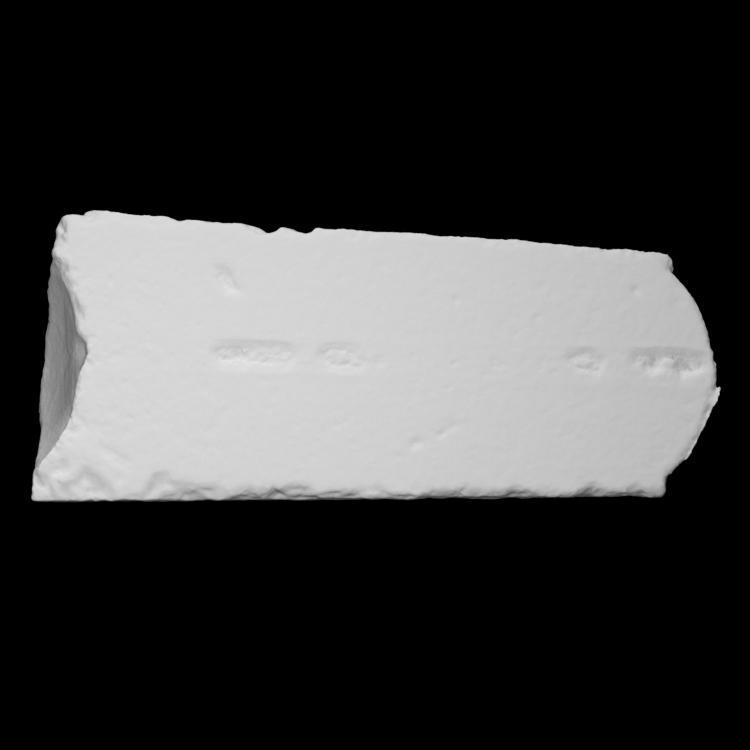 Cephalopod - Temperoceras ludense