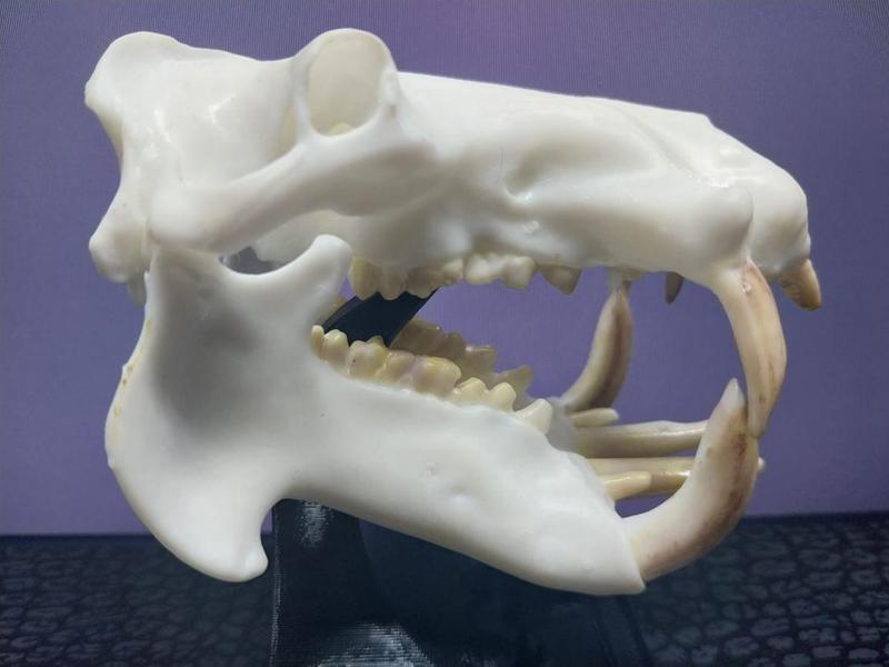 Mini beasts Hippo skull