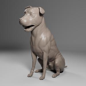 Pitbull - Dog Pet 01