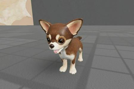 Chihuahua Puppy