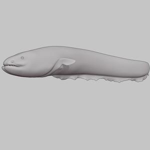 Eel
