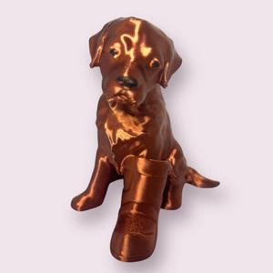 Labrador with boot
