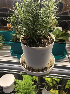 Bottom watering 5" garden pot