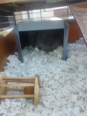Bunny Shelter