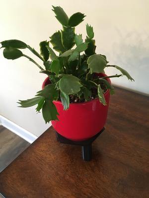 hexagon plant holder