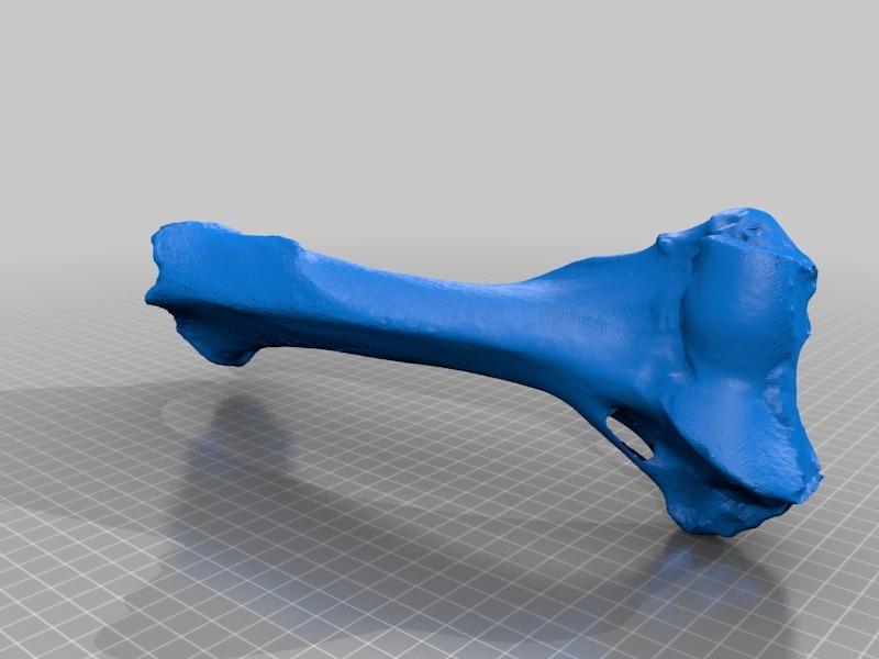 Subadult Sabertooth cat (Smilodon californicus) humerus