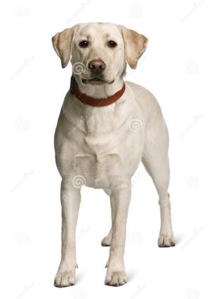 labrador dog standing
