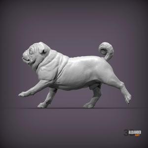 Pug Runs 