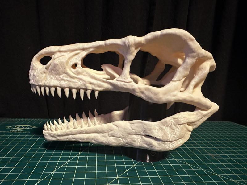 Utahraptor Skull