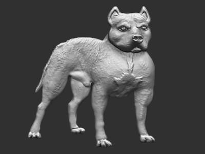 Pitbull - Dog