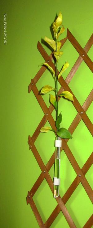 Supporto reggi provetta Vaniglia - Tube holder vanilla beans