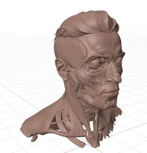 👱‍♂️𝐂𝐀𝐑𝐀👱‍♂️ 𝐃𝐄𝐒𝐎𝐋𝐋𝐀𝐃𝐀 (𝐄𝐂𝐎𝐑𝐂𝐇𝐄 𝐅𝐀𝐂𝐈𝐀𝐋 𝐀𝐍𝐀𝐓𝐎𝐌𝐘)