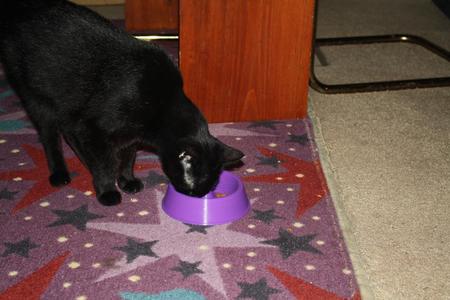 Cat Dish with Portion Control