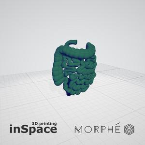 Medical - Intestines  (planes) - Real size