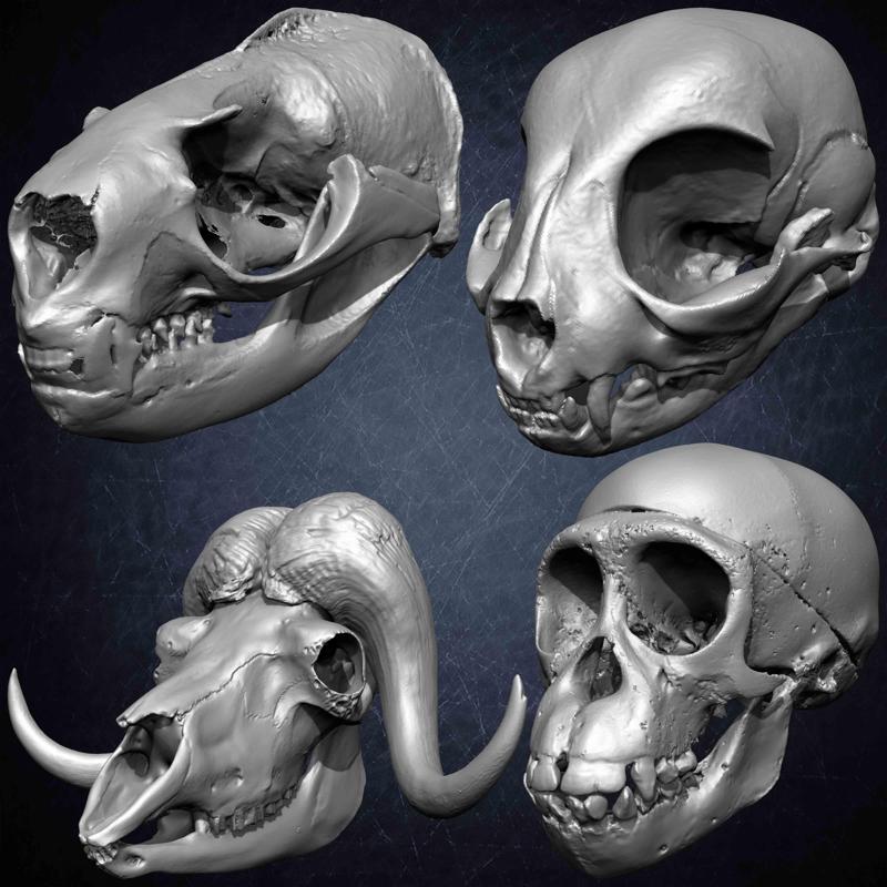 20 Animal Skulls Collection Volume 02
