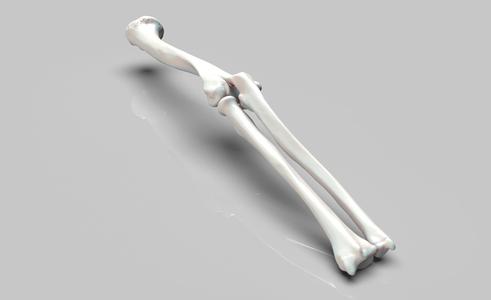 Left and Right Arm Bones