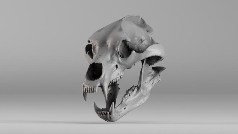 001645 Brown Bear Skull – Ultra-Realistic 3D Scan