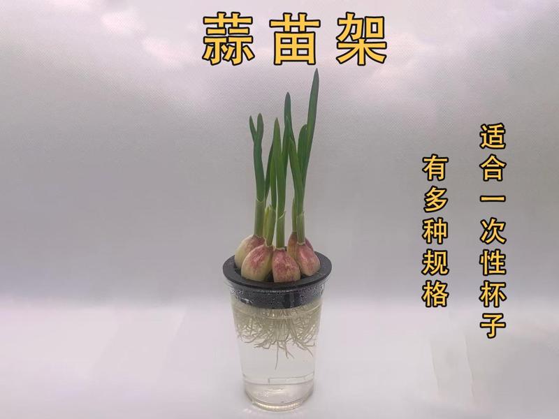 Garlic Sprout Holder