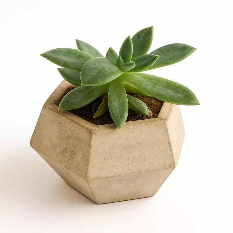 Vase Mold Low Poly 2