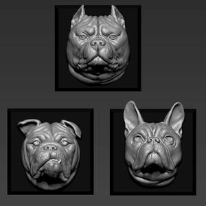 American Bully  English bulldog French Bulldog