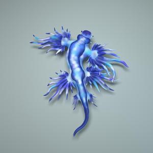 Glaucus Atlanticus
