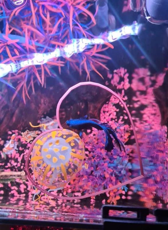 Betta Feed Ring Aquarium