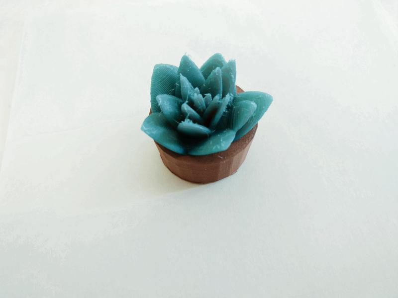 Potted Succulent: Aloe