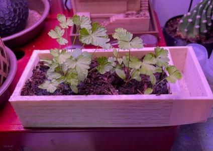 Herb Planter with watering trough