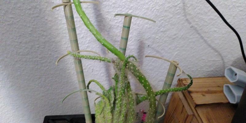 modulare Pflanzen Rank Hilfe 