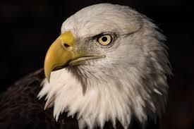 Eagle (3 types)