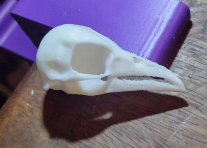 Crow Skull V1