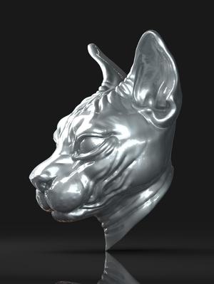 Cat sphynx Head