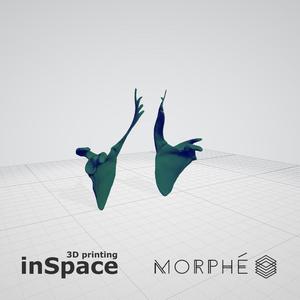 Medical - Scapulae  (planes) - Real size
