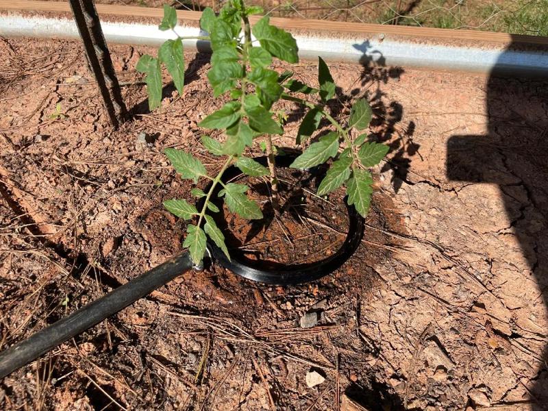 Garden Irrigation Watering Rings   