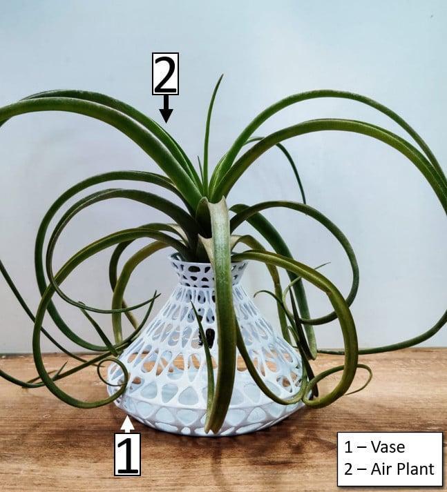 Air Plant Holder / Vase