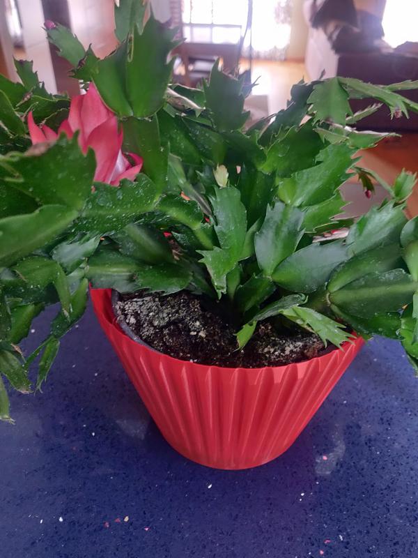 Fluted pot / Giant flan container