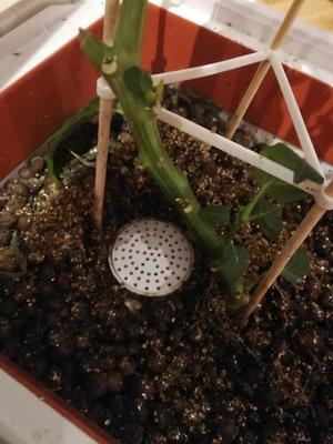 Niwa growsystem - pebbles drain inlay