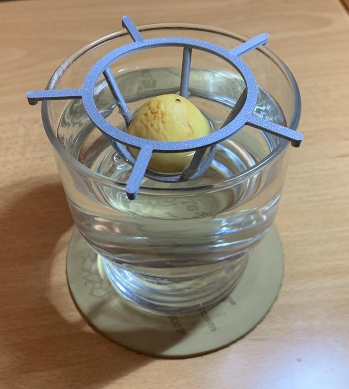 Avocado Germinator (with pegs)