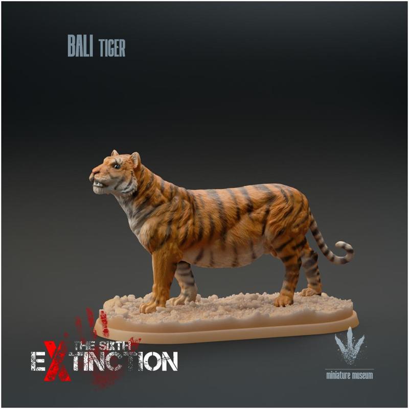 Bali Tiger : Panthera tigris sondaica