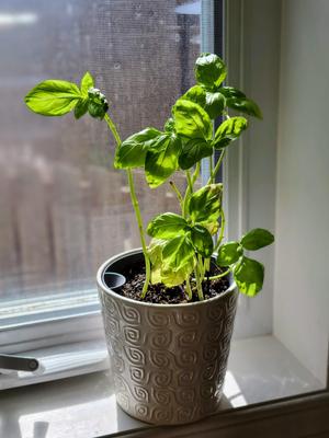 Customizable Self-Watering Planter Insert for round pots - Source included