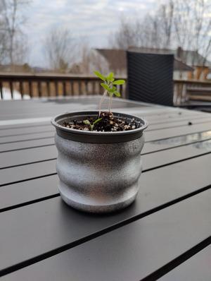 Wavy plant pot (vasemode and non-vasemode versions)