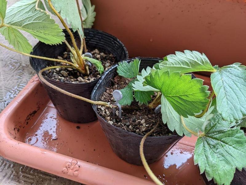 Strawberry runner pins