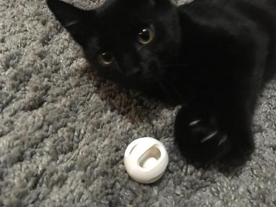 Ball in Ball Cat Toy