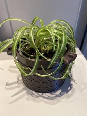 Vase for plants with inner pot