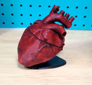 Anatomical Heart Floating Stand