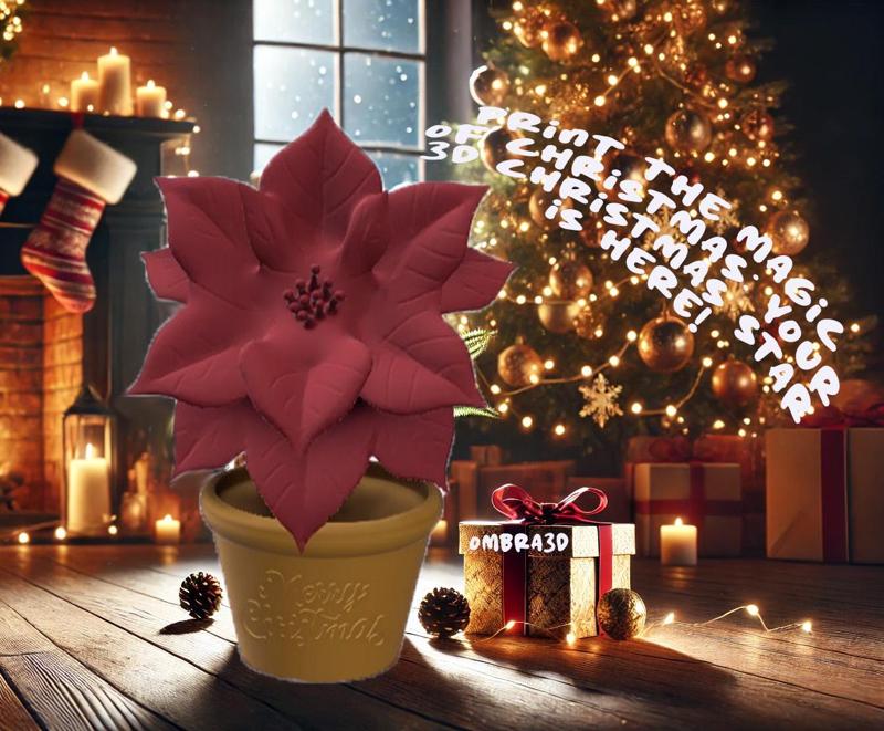 Poinsettia 